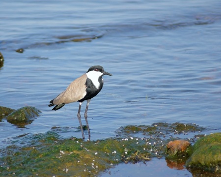 waterside scenery including a bird named Spur-winged Lapwing in Uganda (Africa)