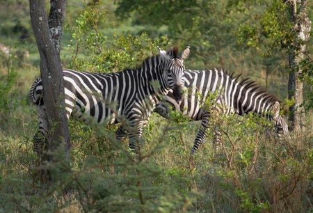 some Zebras in Uganda (Africa)の写真素材