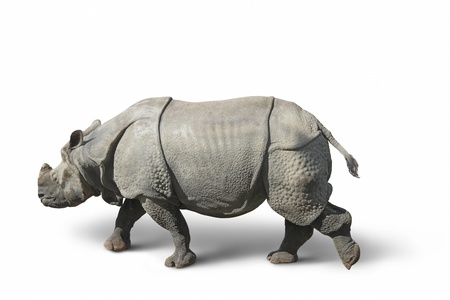 walking rhinoceros isolated on white with shadowの写真素材