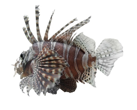 sideways shot of a single lionfish in white backgroundの写真素材