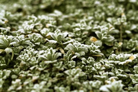 detail shot showing some small frosty leavesの写真素材