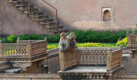 some apes at Bundi Palace,located in Bundi, a city in in Rajasthan, Indiaのeditorial素材