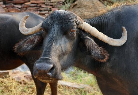 portrait of a dark cow in Indiaの写真素材