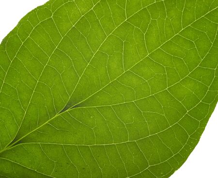 macro detail of a green translucent leafの写真素材