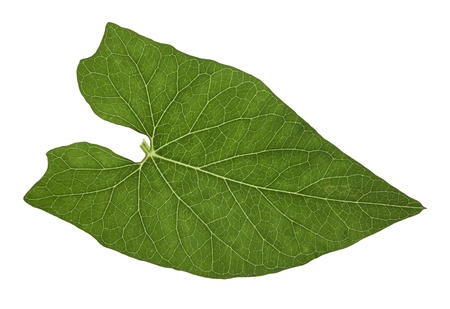 a green translucent leaf in white backの写真素材