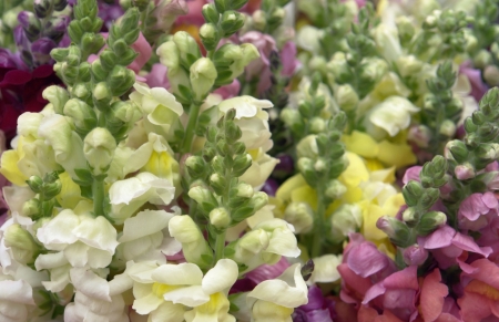 Close up of colorful snapdragonsの写真素材