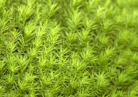 green dense cover of vegatation with small moss leaves