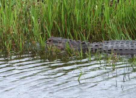 riparian scenery including an Alligator in the Everglades  USA の写真素材