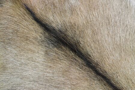 full frame abstract goatskin detail
