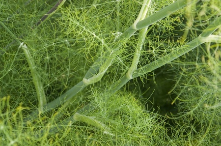 full frame detail of a fennel plantの写真素材
