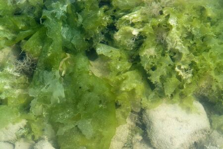 fresh green seaweed and white pebbles