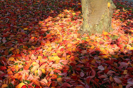 lots of multicolored autumn leaves and a tree trunk partly sunny illuminatedの写真素材