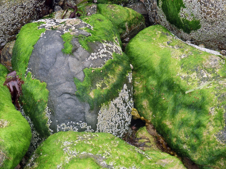 coastal detail including fresh green seaweed and stones, seen in Brittany, France