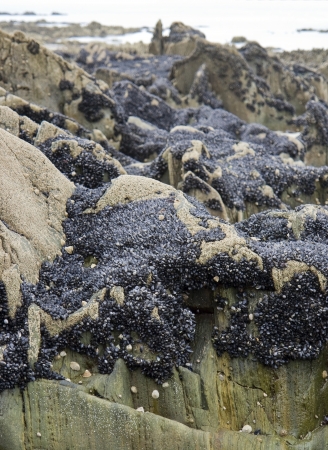 lots of sea shells and barnacles at a rock formation in Brittany, Franceの写真素材