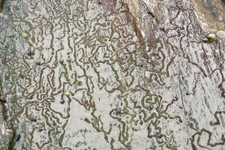 lots of water snail tracks at a rock formation in Brittany, France