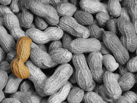 peanut in grey toned peanut backgroundの写真素材