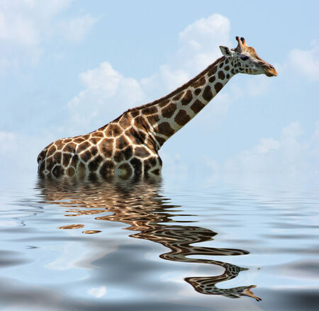 a Rothschild Giraffe in reflective water ambianceの写真素材
