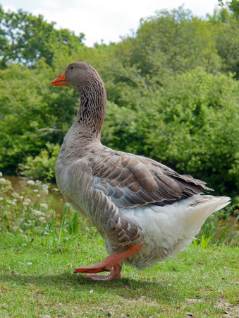 idyllic summertime scenery including a domestic goose seen in Brittany, Franceの写真素材