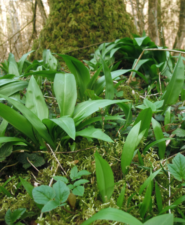 low angle detail of a forest floor with lots of bears garlic at early spring time