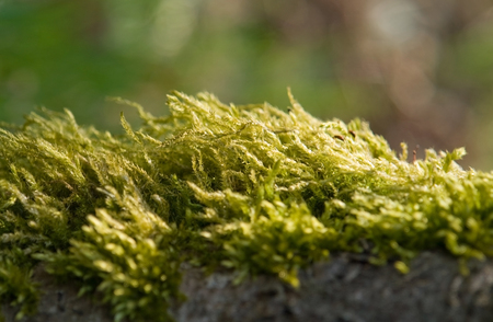 detail shot of some fresh moss at spring timeの写真素材