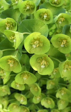 full frame shot including lots of green flower heads