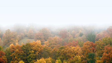 foggy autumn scenery including a colorful forest in Southern Germanyの写真素材