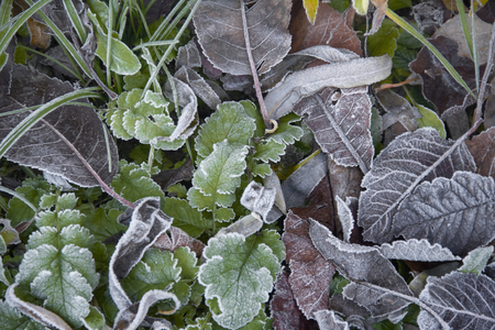leaves on the ground with hoarfrost at early winter timeの写真素材