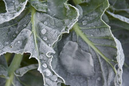 leaves on the ground with hoarfrost at early winter timeの写真素材