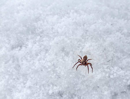 closeup shot showing a small spider on frosty surfaceの写真素材