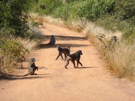 dusty road including some Baboons at the Pilanesberg game reserve in South Africaの写真素材