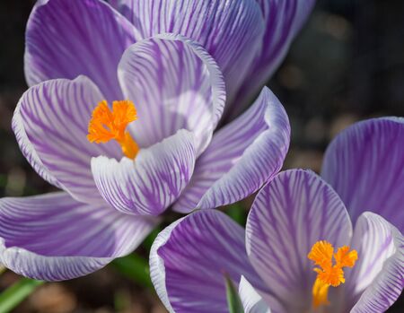 detail shot of a crocus flowerの写真素材
