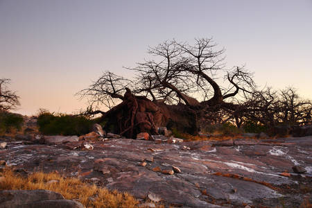 evening scenery with tree at Kubu Island in the Makgadikgadi Pan area of Botswana, Africaの写真素材