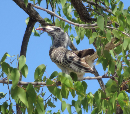 Northern red-billed hornbill on a bough in Botswana, Africaの写真素材