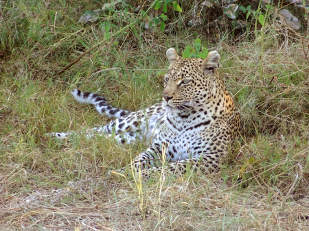 a leopard resting on the ground in the Moremi Game reserve in Botswana, Africaの写真素材
