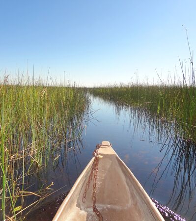 waterside scenery seen from a boat at the Okavango Delta in Botswana, Africaの写真素材