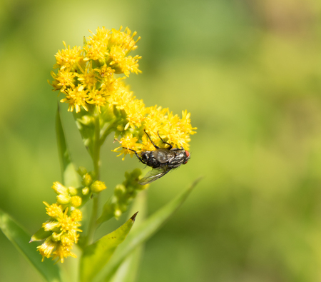 Flesh fly on yellow flower head in green blurry backの写真素材