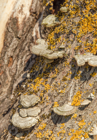 some Conks on a lichen-overgrown tree trunk in sunny ambiance