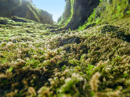 mossy vegetation detail on the ground seen in Icelandの写真素材