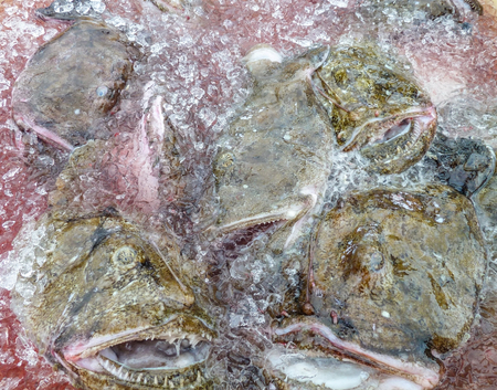 freshly caught angler fishes in iced water