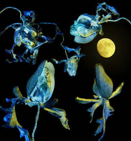 dry  blue toned flowerheads illuminated by a yellow moon in dark ambianceの写真素材