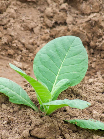 young tobacco plant seen in Cubaの写真素材