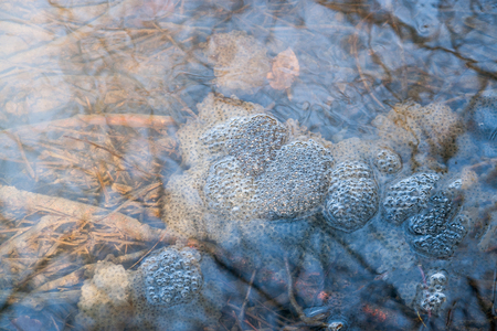 high angle view of some frog spawn clusters in a pond