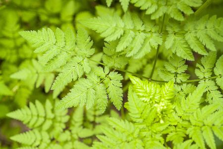 full frame background of fresh green leaves