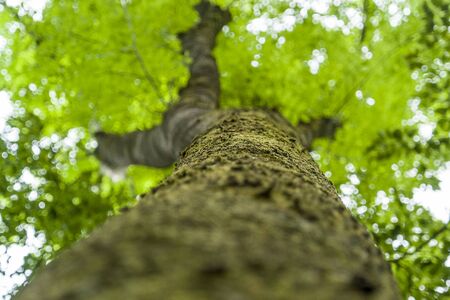 extreme low angle shot of a tree at spring time