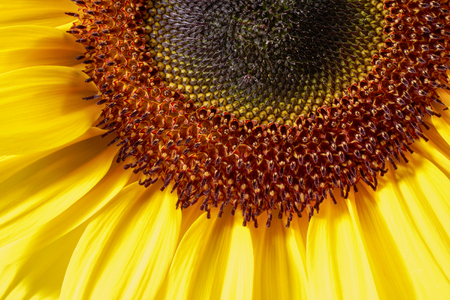 full frame macro shot of a sunflowerの写真素材