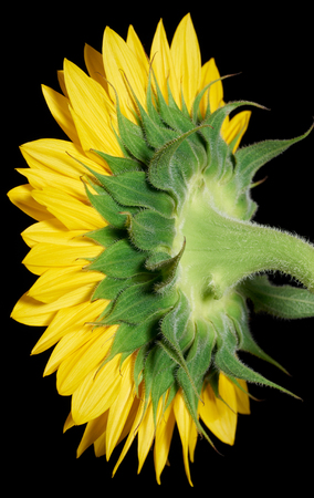a sunflower blossom seen from behind in black backの写真素材