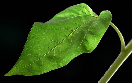 full frame macro shot of a sunflower leafの写真素材