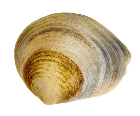 macro shot of a sea shell in white back