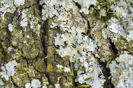 full frame bark closeup overgrown with moss and lichenの写真素材