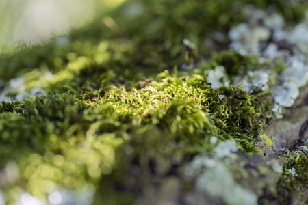 full frame bark closeup overgrown with moss and lichenの写真素材